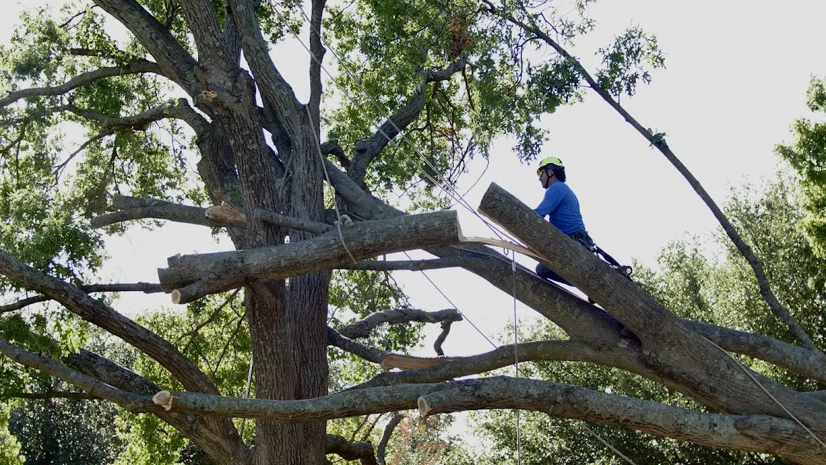 Professional Crown Thinning performed by certified arborists in Barton