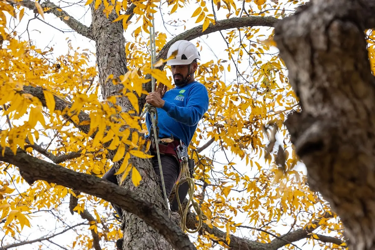 Skilled Emergency Tree Service crew working in Barton